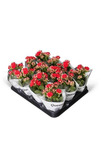 Red Kalanchoe Flower Kalanchoe Flower Plant Home Office Plant 10-15cm