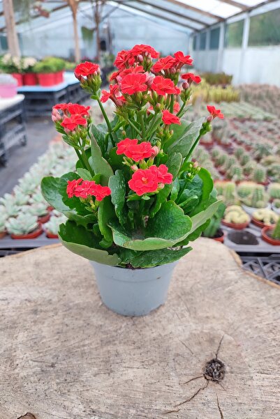 SENA BOTANİK VE ÇİÇEK Kırmızı Queen Kalanchoe Çiçeği Kalanşo Çiçeği Bitki Ev Ofis Bitkisi 10-15cm