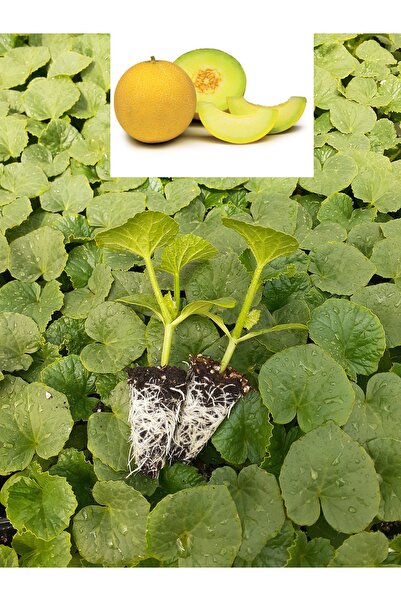 Alya tarım KAVUN FİDESİ 5 ADET