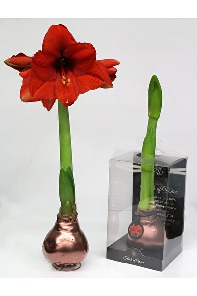 ŞAFAK PEYZAJ TOHUMCULUK Amarlis (AMARYLİS) Çiçek Soğanı 1 Adet Kırmızı Açmaya...