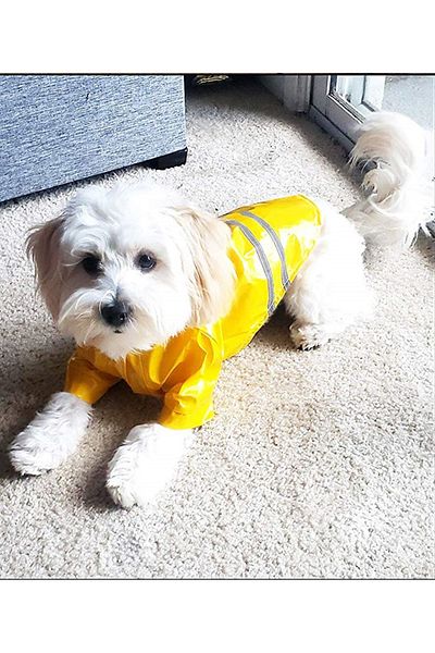 Nonbranded Pelerină de ploaie pentru câini, pisici sau alte animale de companie, reflectorizantă, cu glugă, L