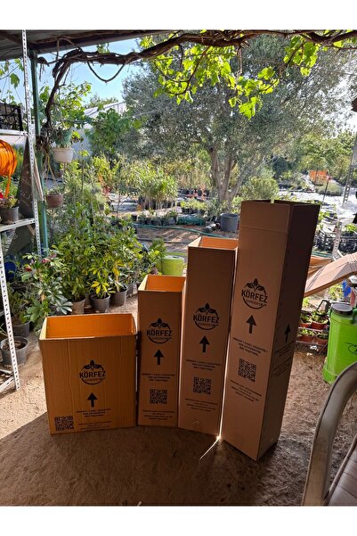 Cemre Garden Anthurium Red - Flamingo Çiçeği Antoryum - Ev Ofis Salon Iç Mekan Bitkisi - 45 Cm