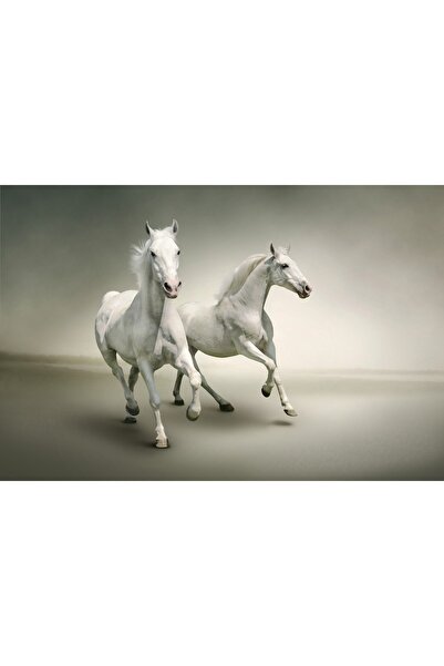 media Fototapet de perete autoadeziv si lavabil Cai albi in galop, 270 x 200 cm