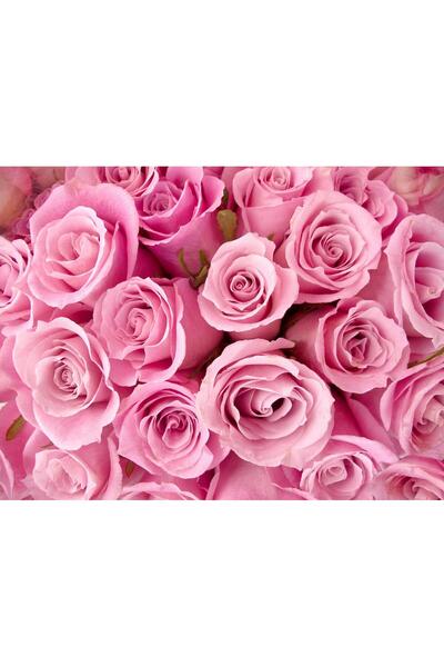 media Fototapet de perete autoadeziv si lavabil Trandafiri roz, 220 x 135 cm