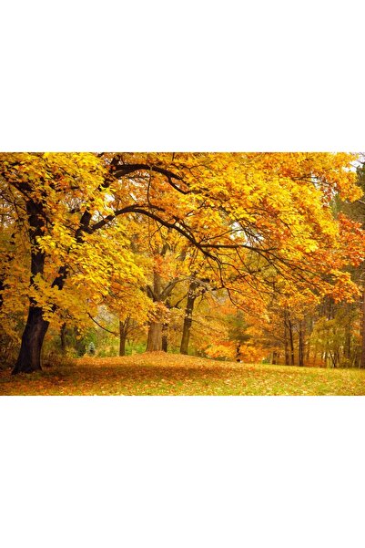 media Autocolant Toamna in padure, 220 x 135 cm