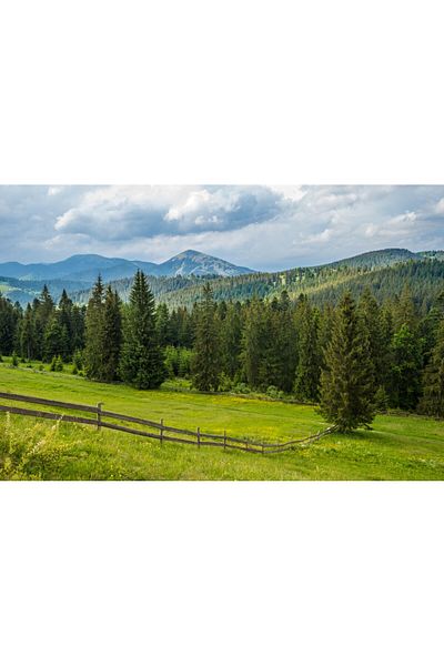 media Fototapet de perete autoadeziv si lavabil Natura155 Pajiste si brazi, 350 x 200 cm