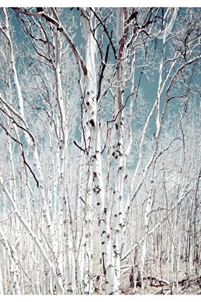 media Αυτοκόλλητο με θέμα το δάσος σημύδας, 135 x 225 εκ.