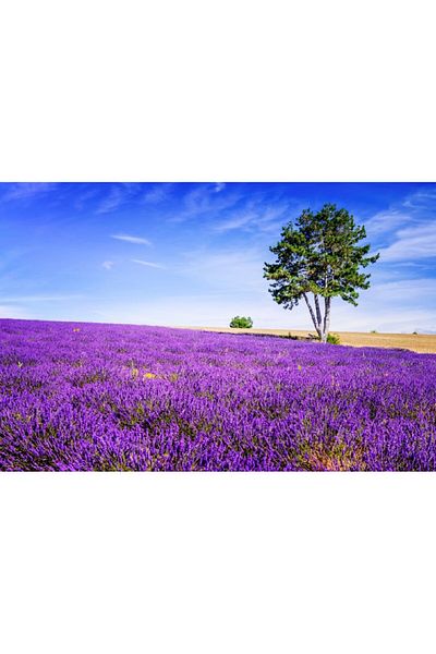 media Fototapet de perete autoadeziv si lavabil Lavanda6, 350 x 200 cm