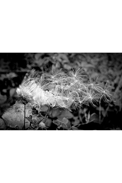 media Dandelion black and white photo wallpaper, 400 x 250 cm