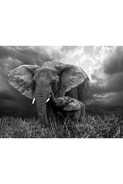 media Elephant sticker in black and white, 270 x 200 cm