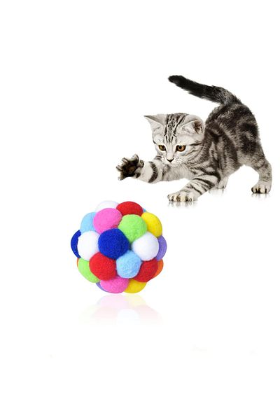 Beatitude Toy Cat Ball Cat Dog Chewing and Playing Ball Teething Interactive Activity Ball Pet Shop