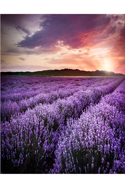 media Fototapet de perete autoadeziv si lavabil Lavanda4, 135 x 225 cm