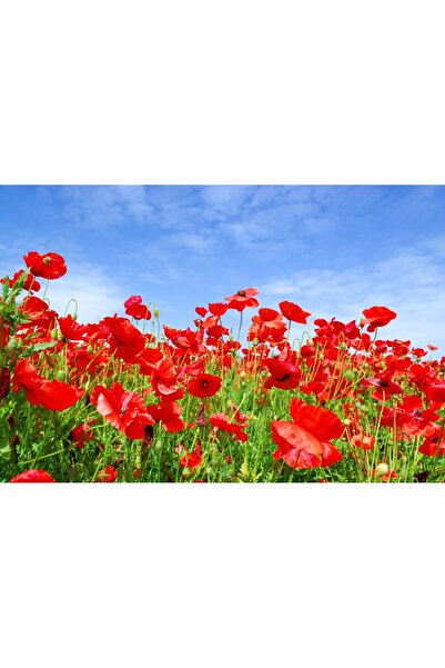 media Fototapet Maci, cer albastru, 400 x 250 cm