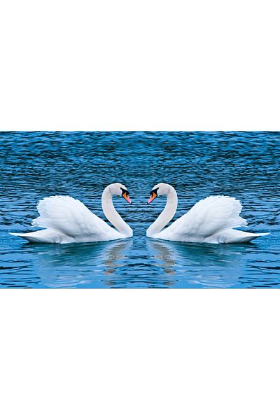 media Fototapet de perete autoadeziv si lavabil Lebede pe lac, 250 x 150 cm