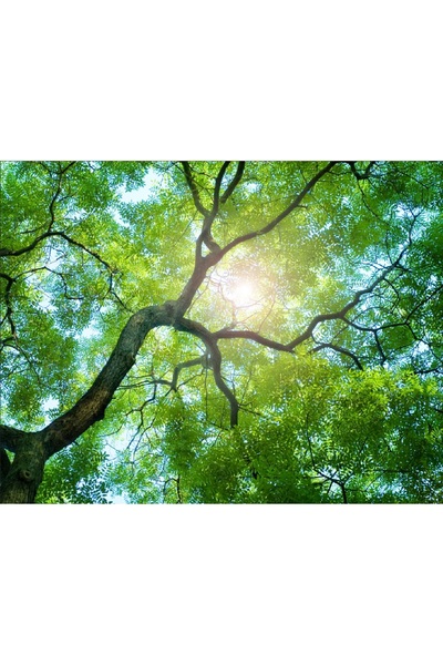 media Fototapet de perete autoadeziv si lavabil Copaci 2, 220 x 135 cm