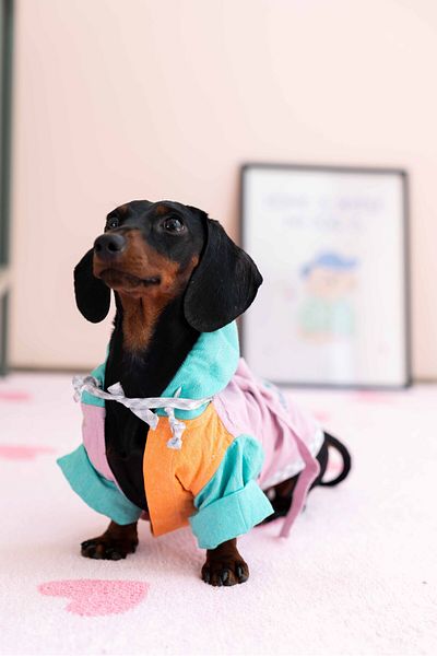 Lorico Dog Bathrobe (for Shower and Beach)