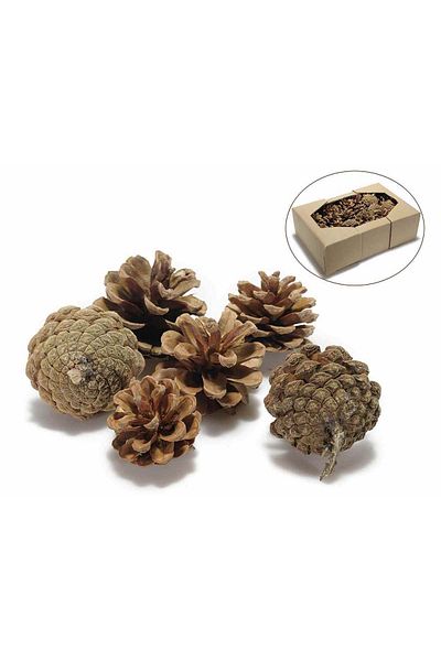 Decorer Set 48 natural fir cones 6x5 cm