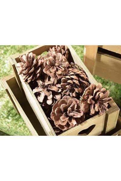 Decorer Set 48 natural fir cones 6x5 cm