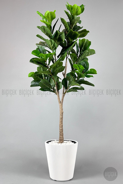 BİÇİÇEK Biçiçek Keman Yapraklı Kauçuk Bitkisi Fiddle Lyrata 175cm