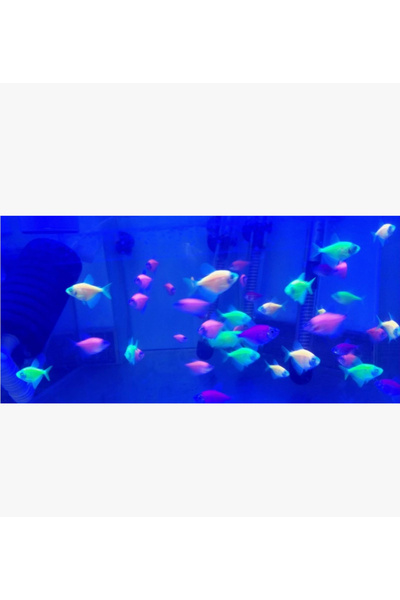Mavi Renk Akvaryum Led Aydınlatma Royal 50 cm