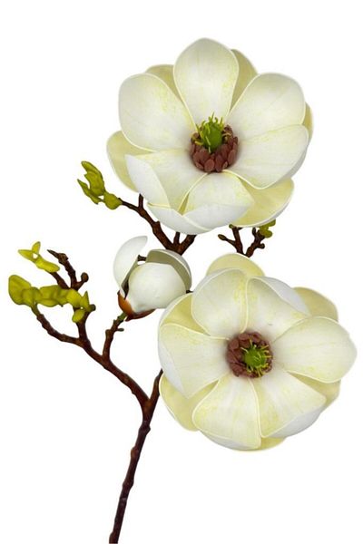 Nettenevime Τεχνητό λουλούδι Κρέμα Eva Magnolia 2 Λουλούδια 1 Μπουμπούκι Μακρύ κλαδί Λουλούδια 55cm Πραγματική Υφή
