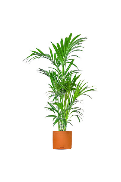 Fidanburada Kentia Palmiyesi Large (Howea Forsteriana) Ruby Terra Cotta Saksılı