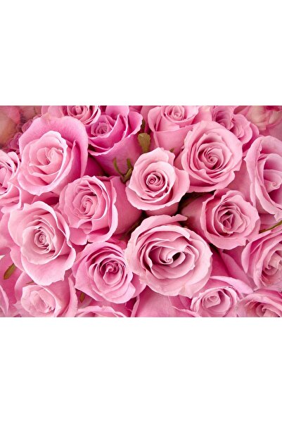 media Fototapet Trandafiri roz, 250 x 200 cm