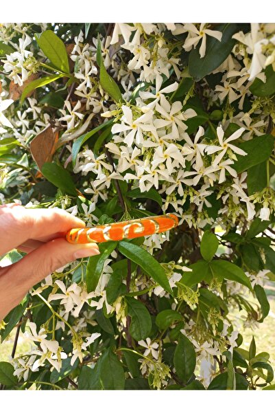 lavantebutik سوار/سوار مينا عتيق