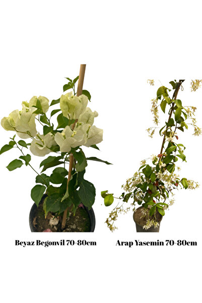 Çiçek Barınağı İkili Set Beyaz Begonvil-Arap Yasemin 60-70cm