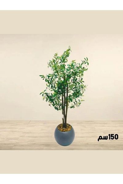 Generic Large ornamental olive tree, 150 cm tall