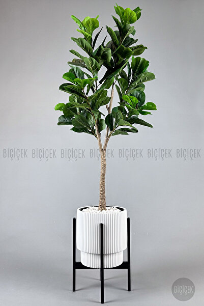 BİÇİÇEK Keman Yapraklı Kauçuk Bitkisi Fiddle Lyrata Gala Saksı 175-200 cm