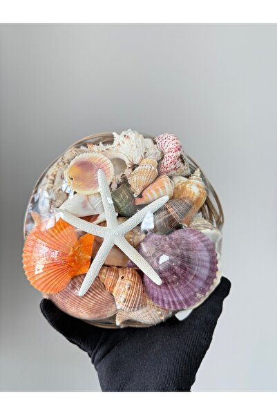 Seashell Rio Deniz Kabuğu Sepeti – 8 inç Doğal Kabuklarla Dolu Büyük Boy Deko...