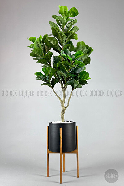 BİÇİÇEK Keman Yapraklı Kauçuk Bitkisi Fiddle Lyrata Metal Saksı