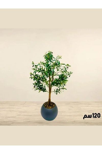 Generic Large ornamental olive tree, 120 cm tall