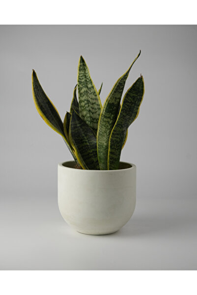 Kaju Creative Dekoratif Beton Saksı - Orta Boy Yuvarlak - 15x14cm 2L