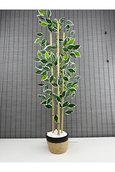 Bahçem Yoğun Yapraklı Dekoratif Benjamin Ağacı Hasır Sea Grass/Siyah Koton Sa...