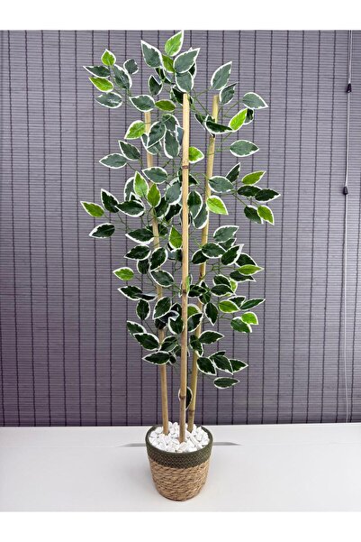 Bahçem Yoğun Yapraklı Dekoratif Benjamin Ağacı Hasır Sea Grass/Yeşil Koton Saksılı 3 Gövde 100cm
