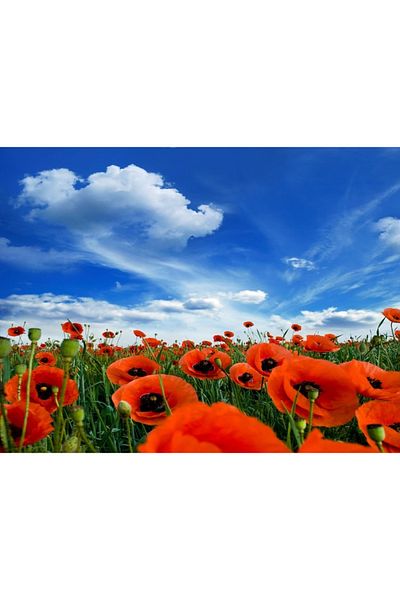 media Self-adhesive and washable wall mural Window Poppies in the field, summer, 135 x 90 cm