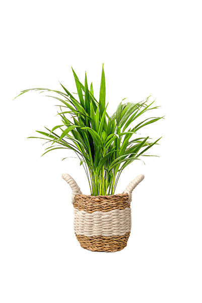 Fidanburada Areka Palmiyesi Mini (Dypsis Lutescens) Beyaz Şeritli Hasır Saksılı