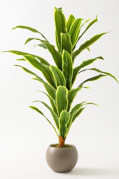 Güleç Yapay Çiçek Yapay Dracaena Fragrans Ağacı 100 Cm Kahverengi Küre Saksı