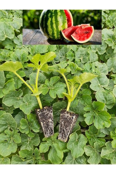 Alya tarım KARPUZ FİDESİ 5 ADET