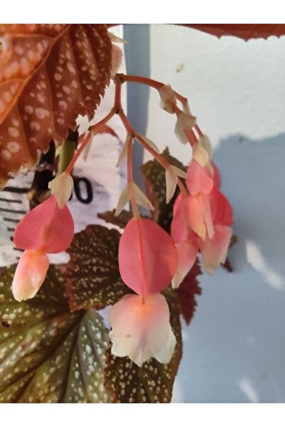 Zambak İç Mekan Çiçekli Çili Begonya - Canlı Renklerde Uzun Süre Çiçek Açan D...