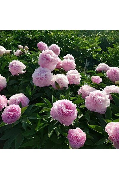 CC Şakayık çiçeği Fidanı Saksıda dolgun Pembe