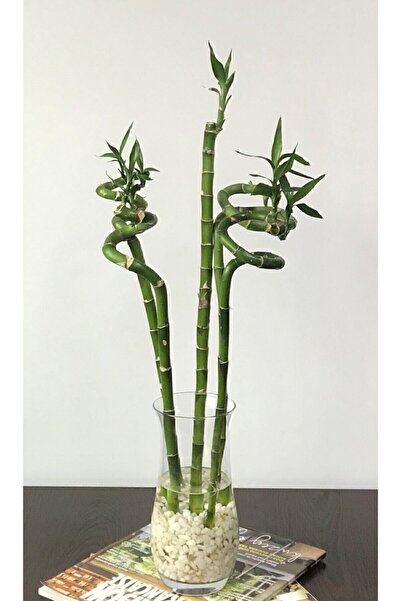 TOBAİ 5 Adet Dal Şans Bambusu 100 Cm Salon Bitkisi Ev Bitkisi Lucky Bamboo Ofis Bitkisi