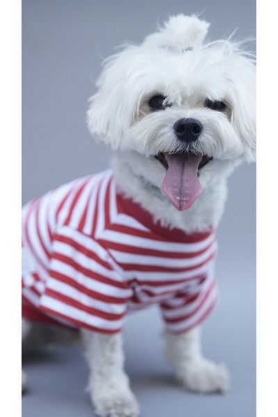 Oli and Lui Red White Striped Dog Tshirt