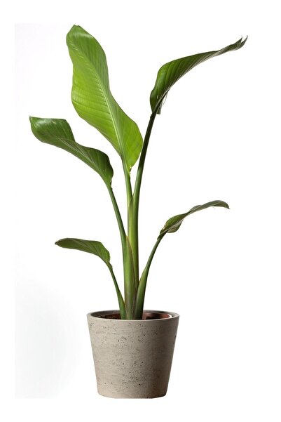 Starlica Bird of Paradise Strelitzia 80 Cm Strelitzia