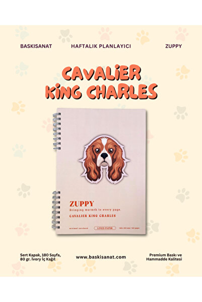 Zuppy - Chavalier King Charles