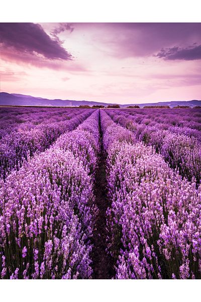 media Fototapet de perete autoadeziv si lavabil Lavanda7, 135 x 225 cm