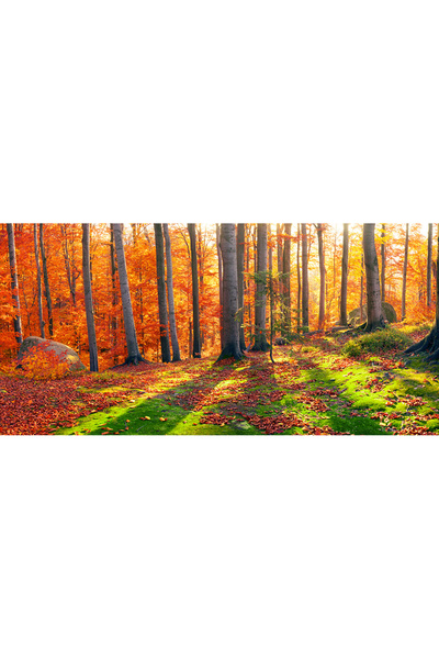 media Самозалепващ се и измиващ се фототапет „Гора със слънчеви лъчи“, 270 x ...