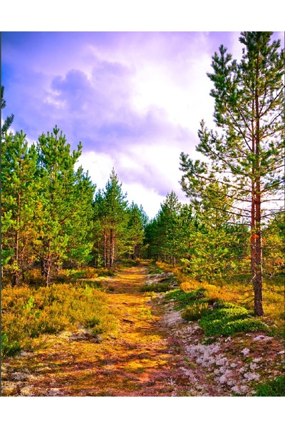 media Photo wallpaper Path to the forest, 150 x 205 cm